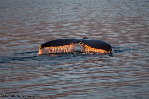 3559 Diving Humpback Whale, Alaska - Dennis Skogsbergh PhotographyDennis Skogsbergh Photography