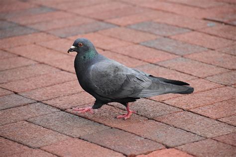 Pigeons and Head-bobbing | BirdNote