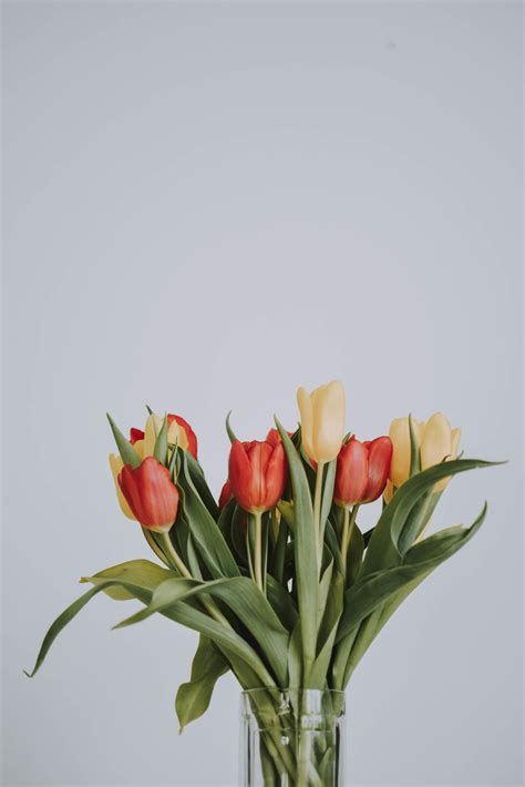 Bouquet of yellow and red tulips 1248532 Stock Photo at Vecteezy