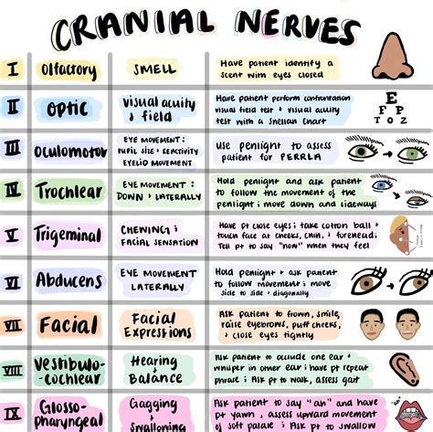 Cranial Nerves Sheet Colorful Hand Drawn Pictures for Nursing Students ...