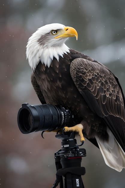 Premium AI Image | A bald eagle sits on a camera with a camera lens