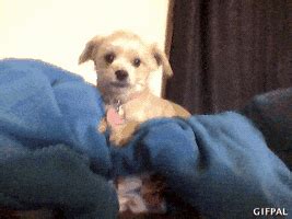 Dog Head Tilt GIFs - Find & Share on GIPHY