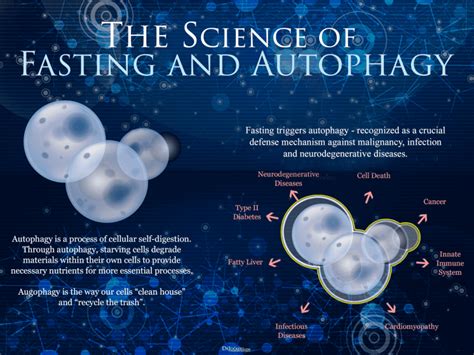 Caloric Restriction, Autophagy, and the Effects on Aging - SevenPonds ...