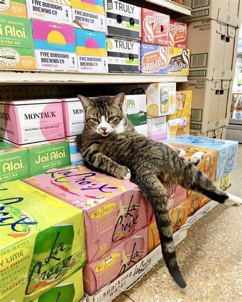 Bodega Cats on Twitter in 2022 | Bodega cat, Cats, Funny cats and dogs