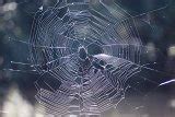 Image of cobweb | CreepyHalloweenImages