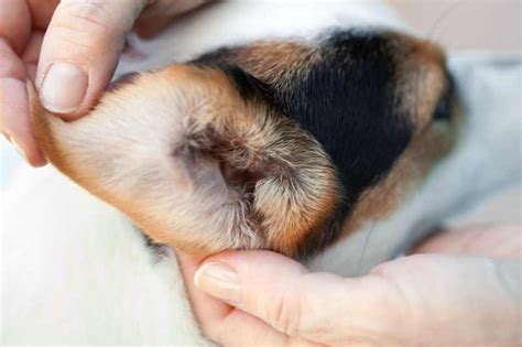 How To Prevent Dog Ear Infections