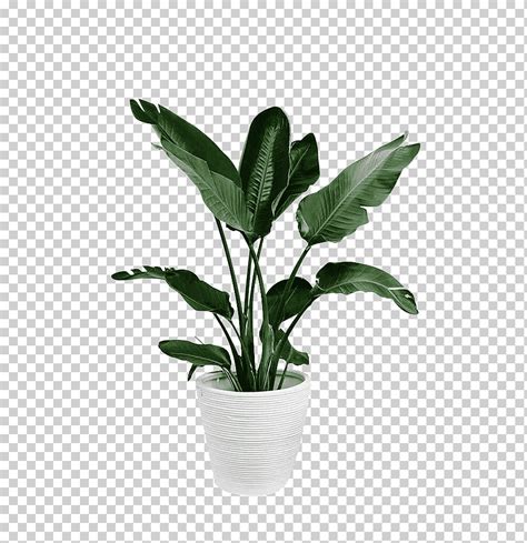 Plantas En Macetas Png Planta Maceta Hoja Verde Png Y Psd Para | The ...