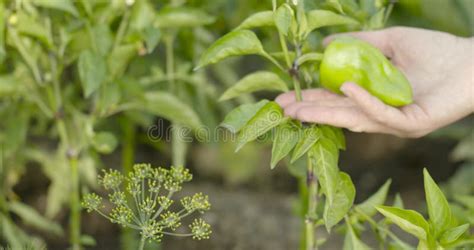 Farmer Examines Green Bell Pepper before Harvesting. Stock Video - Video of leaves, examines ...