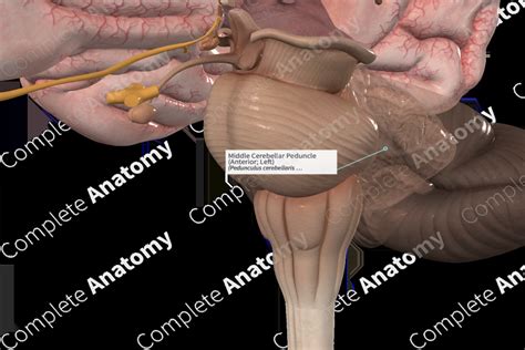 Middle Cerebellar Peduncle (Anterior; Left) | Complete Anatomy