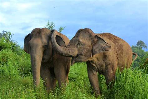 Wildlife in Kerala ,wildlife tourism in kerala, wildlfe travel in kerala