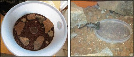 A scorpion habitat in the laboratory (left) and a black scorpion ...