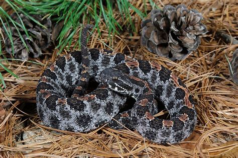 The Most Venomous Snakes Of Florida - WorldAtlas