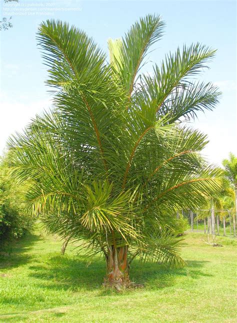 Photo of Raffia Palm (Raphia farinifera) | Palm garden, Beautiful ...