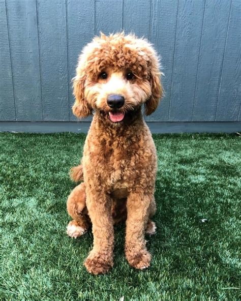 What Is The Largest Poodle Mix