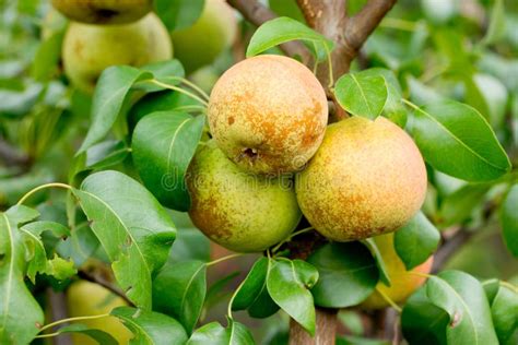 Round Pear Apple Hybrid On Tree Branch Stock Photo - Image of fertilizer, organic: 114454180