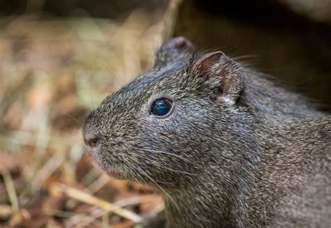 Brown and White Mice · Free Stock Photo