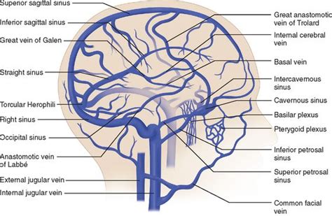 Venous drainage from brain (superior sagittal sinus --> Confluence of sinuses -->Transverse ...