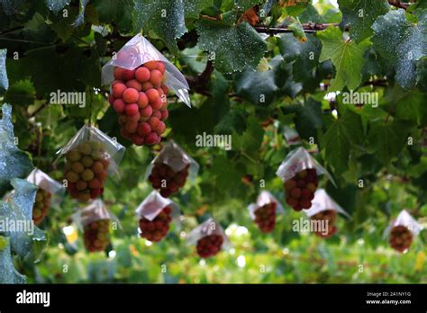 Japanese autumn vineyard landscape with big ripe red grapes Stock Photo - Alamy