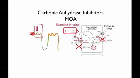 Carbonic Anhydrase Inhibitors - YouTube