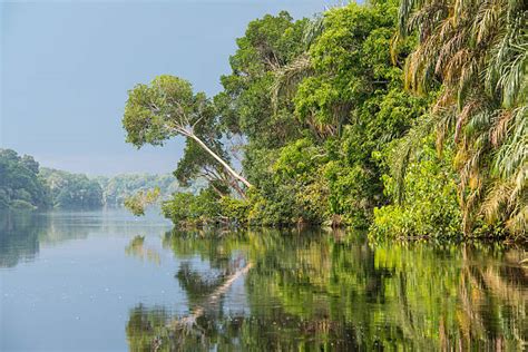 Royalty Free Congo River Pictures, Images and Stock Photos - iStock