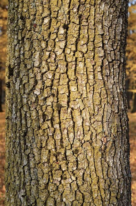 Oak tree bark texture stock image. Image of rare, biology - 35817991