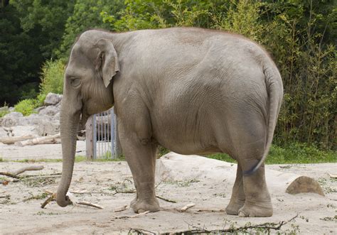 File:Elefante asiático (Elephas maximus), Tierpark Hellabrunn, Múnich, Alemania, 2012-06-17, DD ...