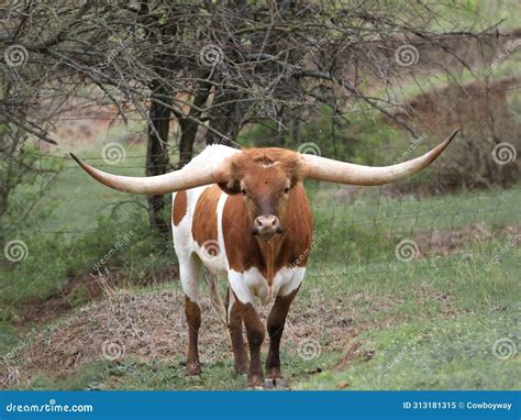 Texas Longhorn Steer, Huge Horns, Stock Image Photo Stock Image - Image ...