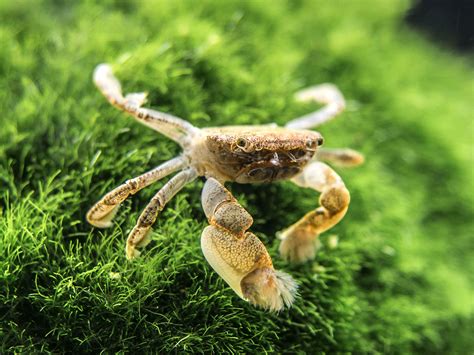 Buy Aquatic Arts 1 Live Freshwater Pom Pom Crab | Real Living Nano ...