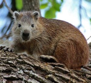 La hutía frecuenta el suelo y árboles, se comunica por silbidos.