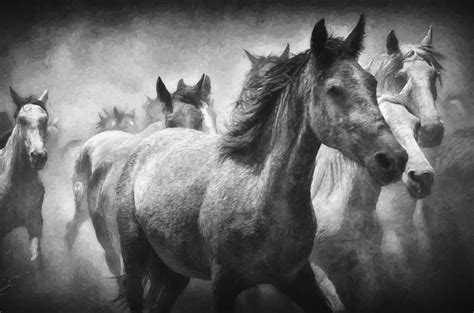 263 Wallpaper Hd Black And White Horse Picture - MyWeb