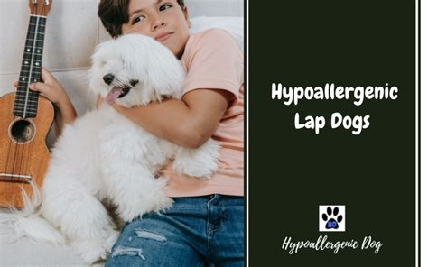 Hypoallergenic Lap Dogs