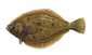 Learn About the Pacific Sanddab – Fishing