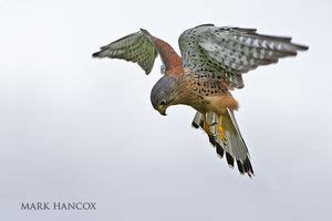 Kestrels and Windhovering | Bio-Aerial Locomotion