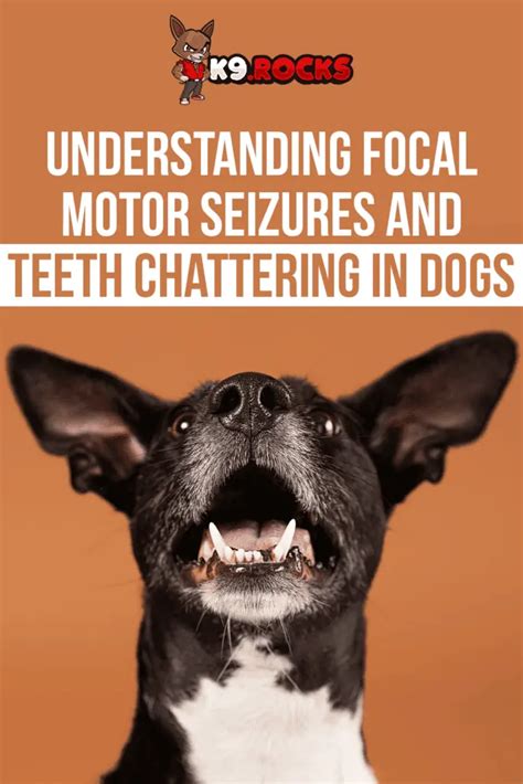 Understanding Focal Motor Seizures and Teeth Chattering in Dogs - K9 Rocks