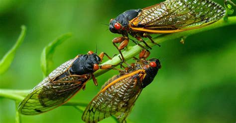 Tips for Avoiding Cicada Damage to Trees | Gardener’s Path