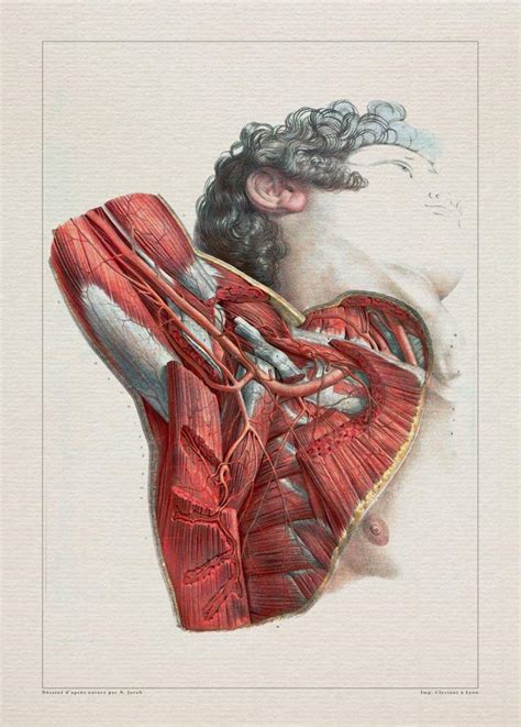 Amazon.com: Anatomy AXILLA ARTERY MUSCLE print SRA3 12x18 conqueror laid paper : Handmade Products