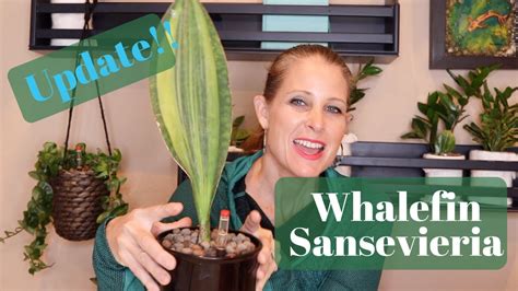 #sansevieria VARIEGATED WHALEFIN SANSEVIERIA UPDATE | PLUS, WATERING ???? MY COLLECTION - YouTube