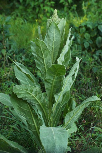 Mullein Herb, Description, Mullein Pictures Verbascum thapsus