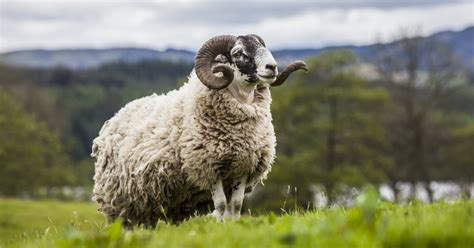 What is a Male Sheep Called? [ANSWERED] - RaisingSheep.net