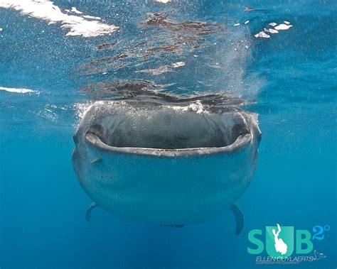 Isla Mujeres & The Whale Shark Feeding Aggregation | Scuba Diving Blog