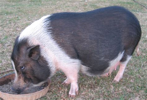 Pot belly pigs, Pets, Pig