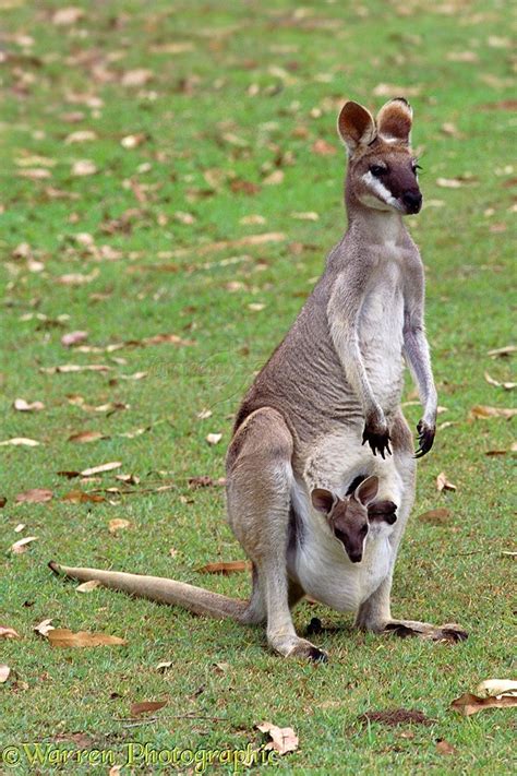 Pretty faced Wallaby with joey photo WP01686