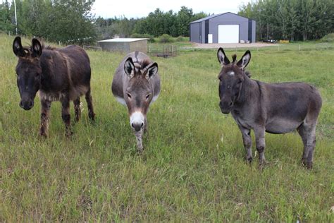 Donkey Farm Animal Free Stock Photo - Public Domain Pictures