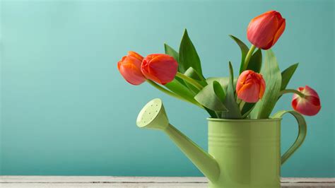 Orange Tulips HD Wallpapers - Top Free Orange Tulips HD Backgrounds ...