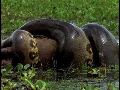 Green Anaconda Snake Eating