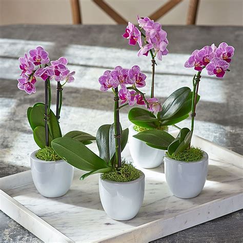 Mini Orchid Quartet in 3" white ceramic cachepots | White Flower Farm