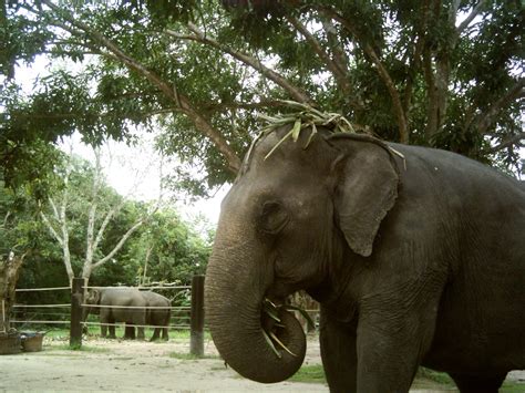 Volunteer at the Thailand Elephant Sanctuary | UK Charity | Globalteer