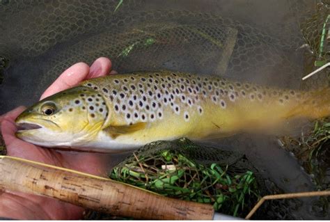 Catch and Release Fishing Tips – H Turrall & Co Ltd