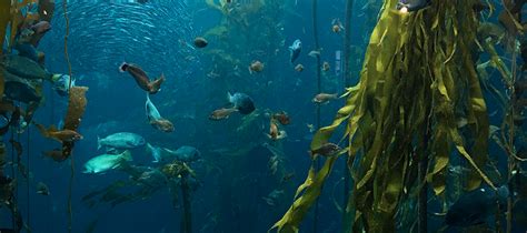 Kelp forests and its potential to fight climate change