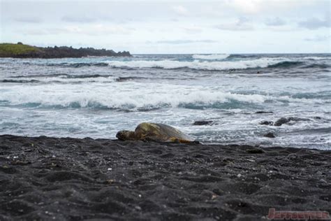 Punalu'u Black Sand Beach - Jeffsetter Travel